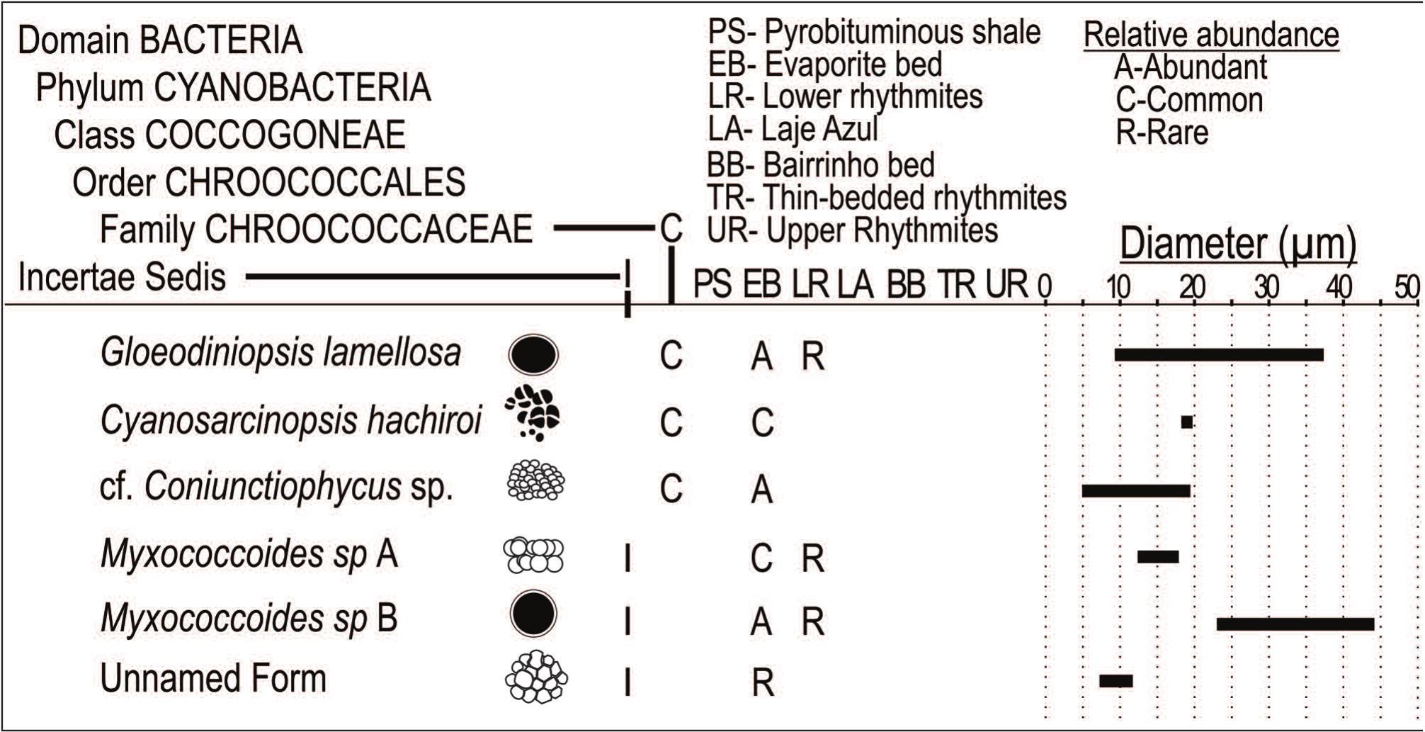 A Widespread Nearly Monospecific Silicified Coccoidal Microbiota From The Permian Of Brazil Assistencia Formation Irati Subgroup Parana Basin