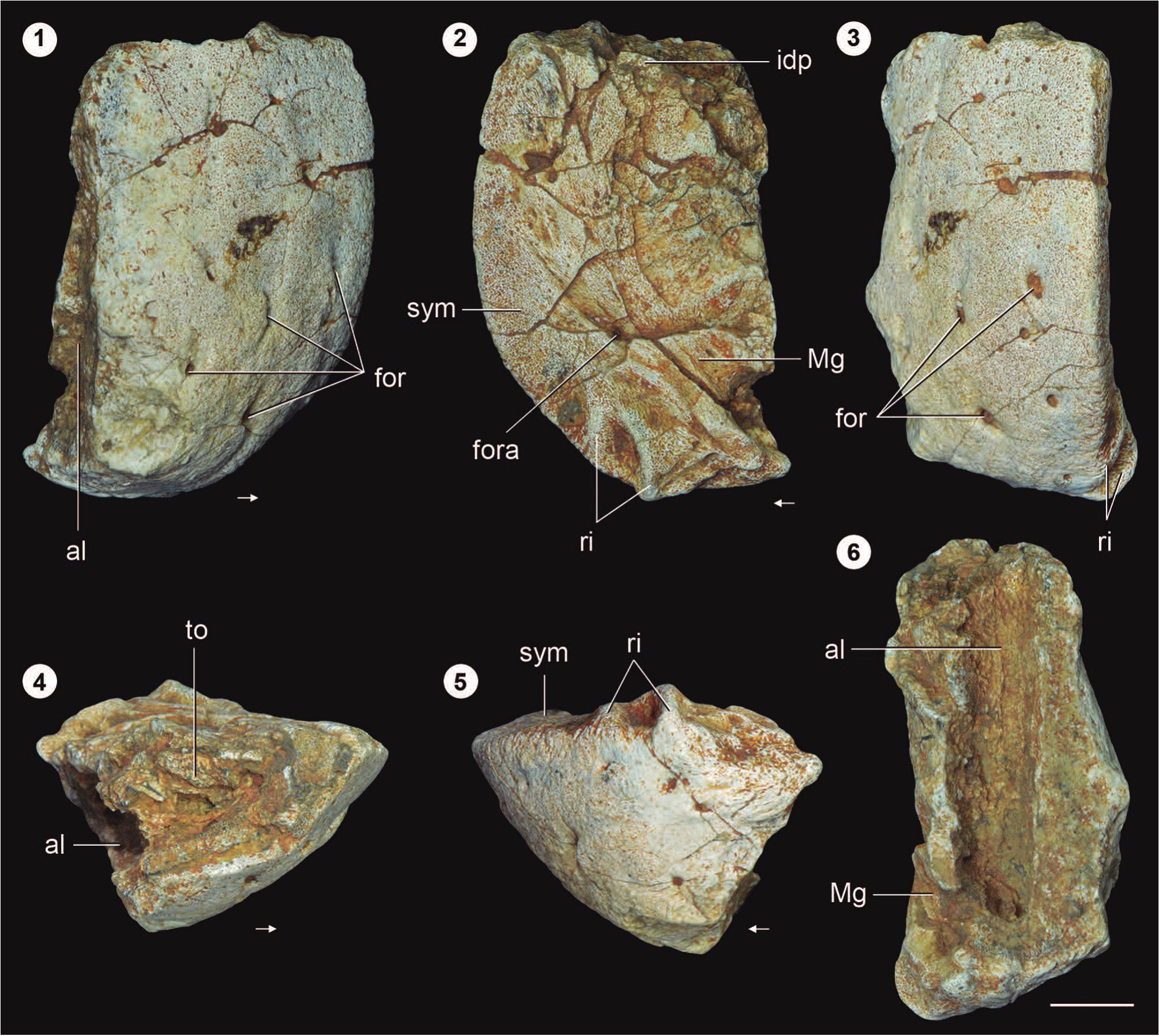 A New Erythrosuchid Archosauriform from the Middle Triassic Yerrapalli ...