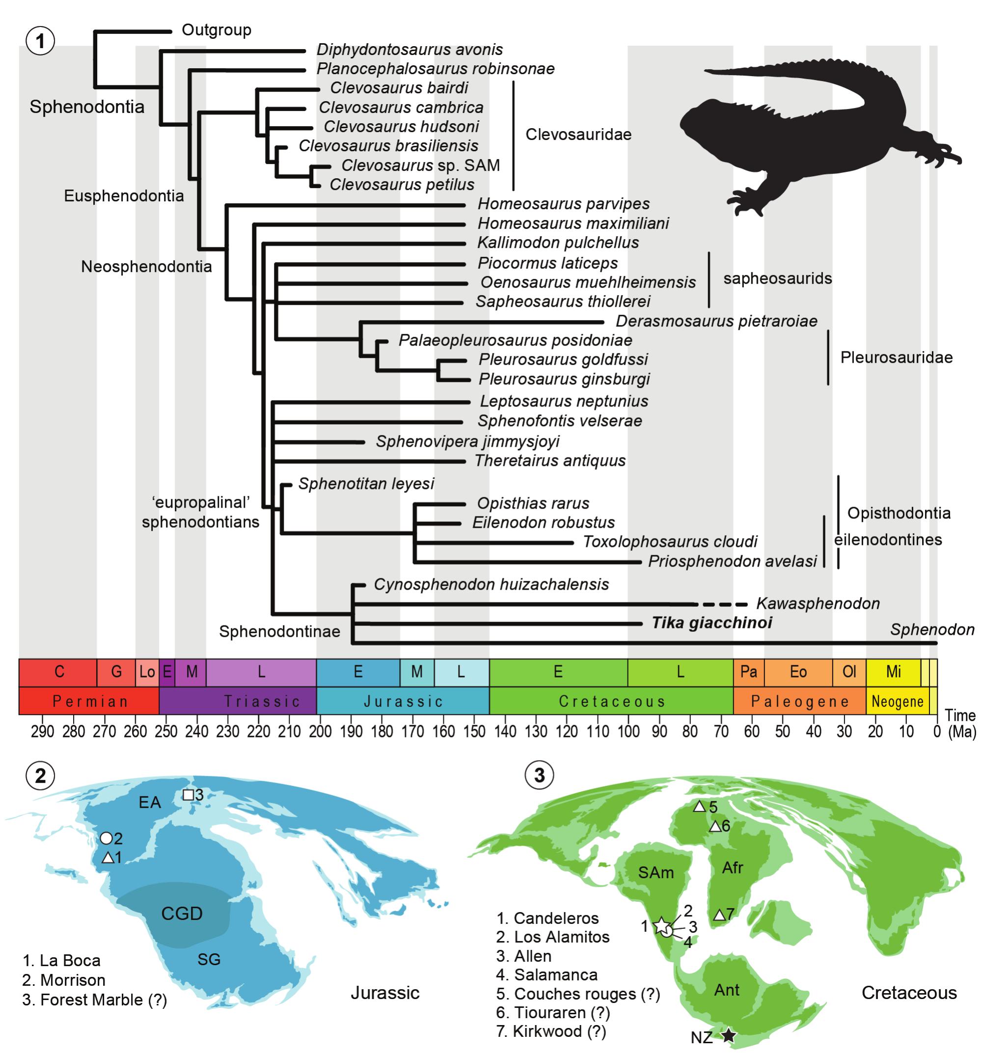 Earliest Tuatara Relative (Lepidosauria: Sphenodontinae) from Southern ...