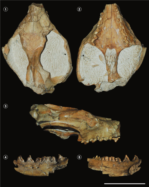 Cladosictis patagonica (Metatheria, Sparassodonta) from the Collón Cura ...