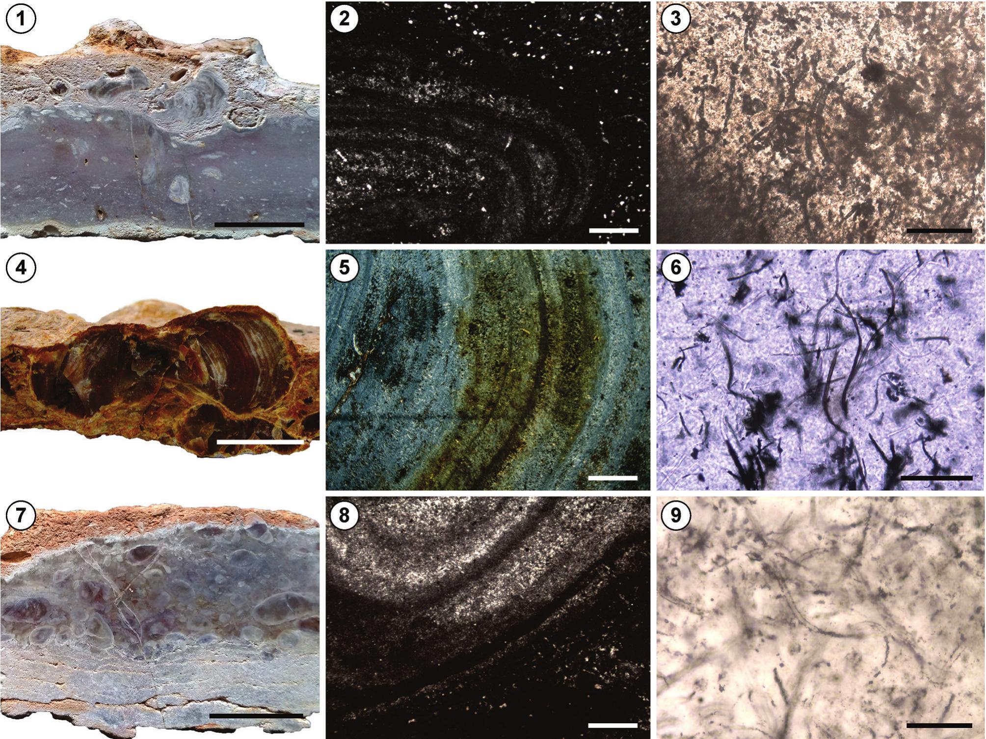 Microbial Landscapes In The Permian Gondwana: Microbialite Beds Of The 