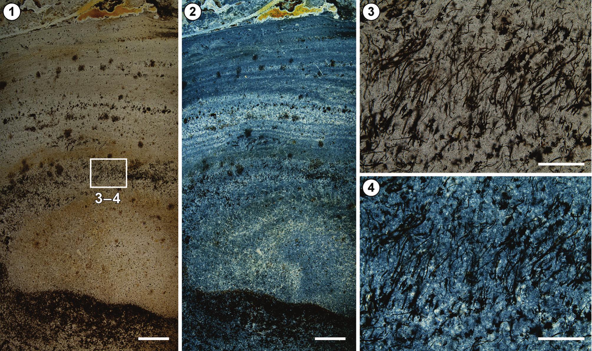 Microbial Landscapes in the Permian Gondwana: Microbialite Beds of