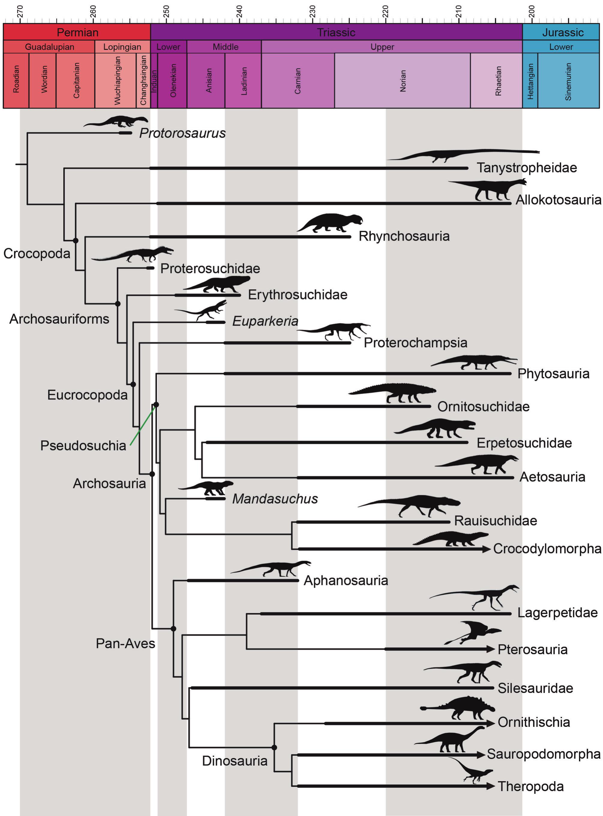 Journal of Vertebrate Paleontology: Vol 23, No sup003