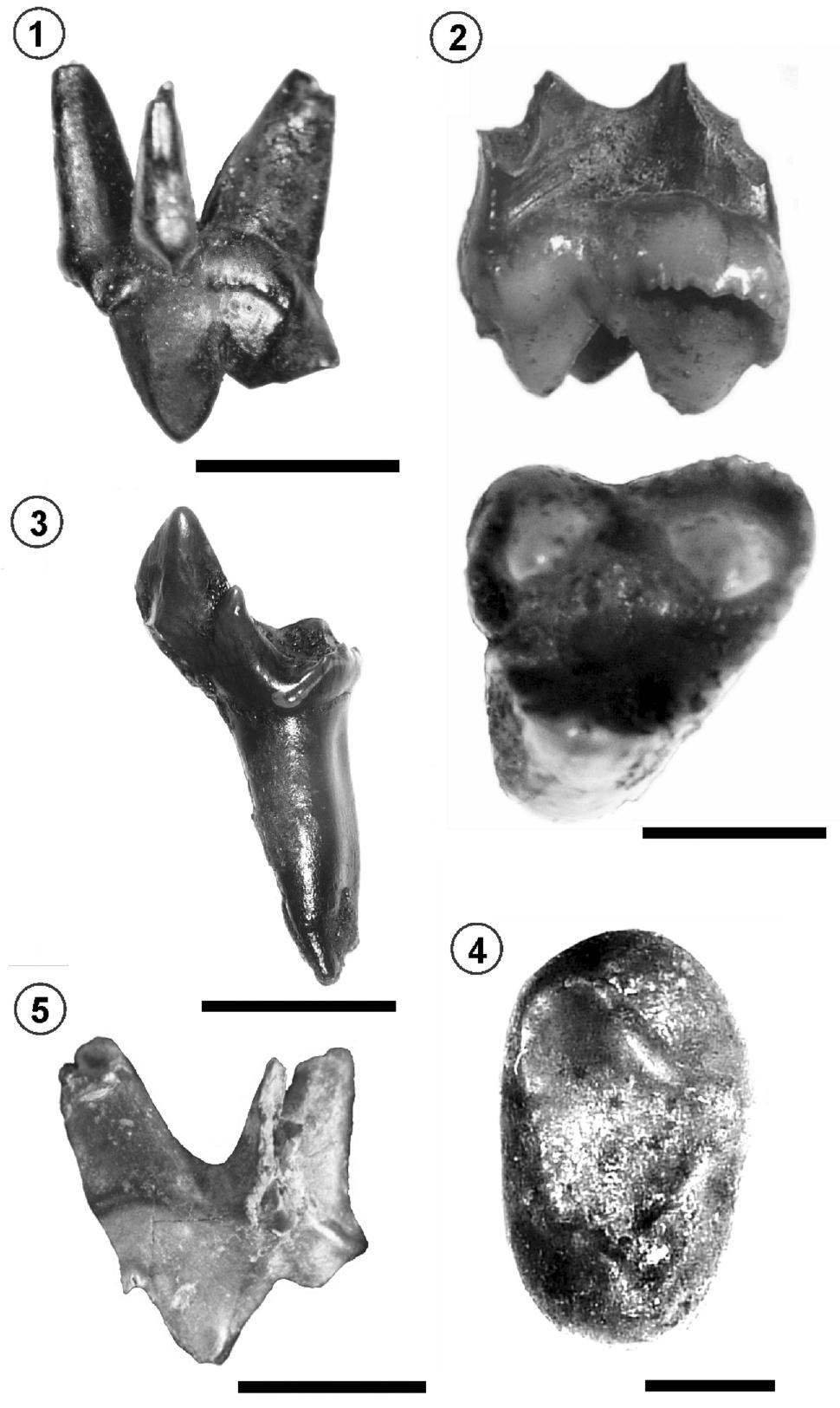 https://bioone.org/ContentImages/Journals/ameg/59/1/AMGH.16.09.2021.3448/graphic/img-z16-9_97.jpg