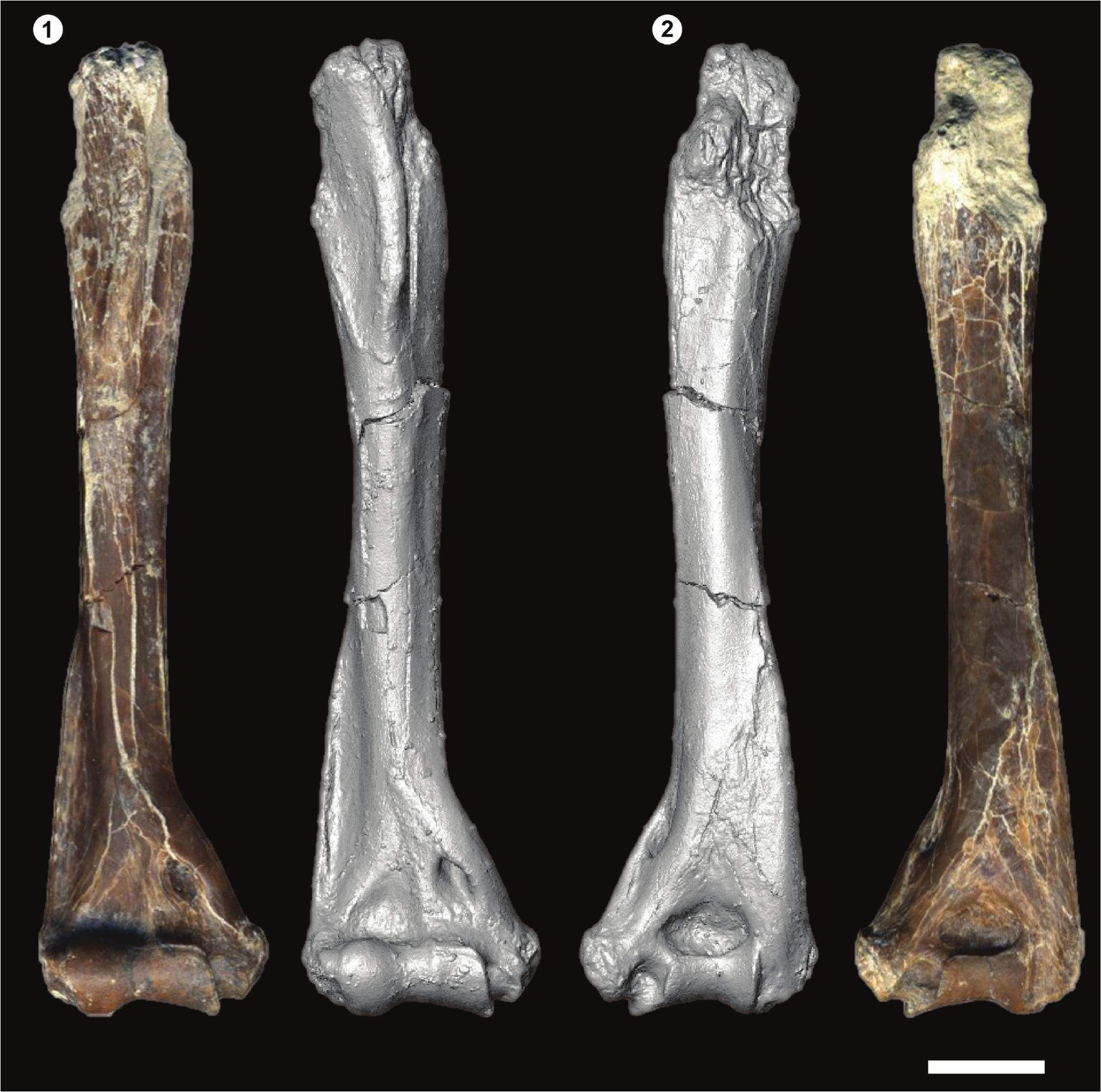 A New Humerus of Homunculus patagonicus, a Stem Platyrrhine from the ...