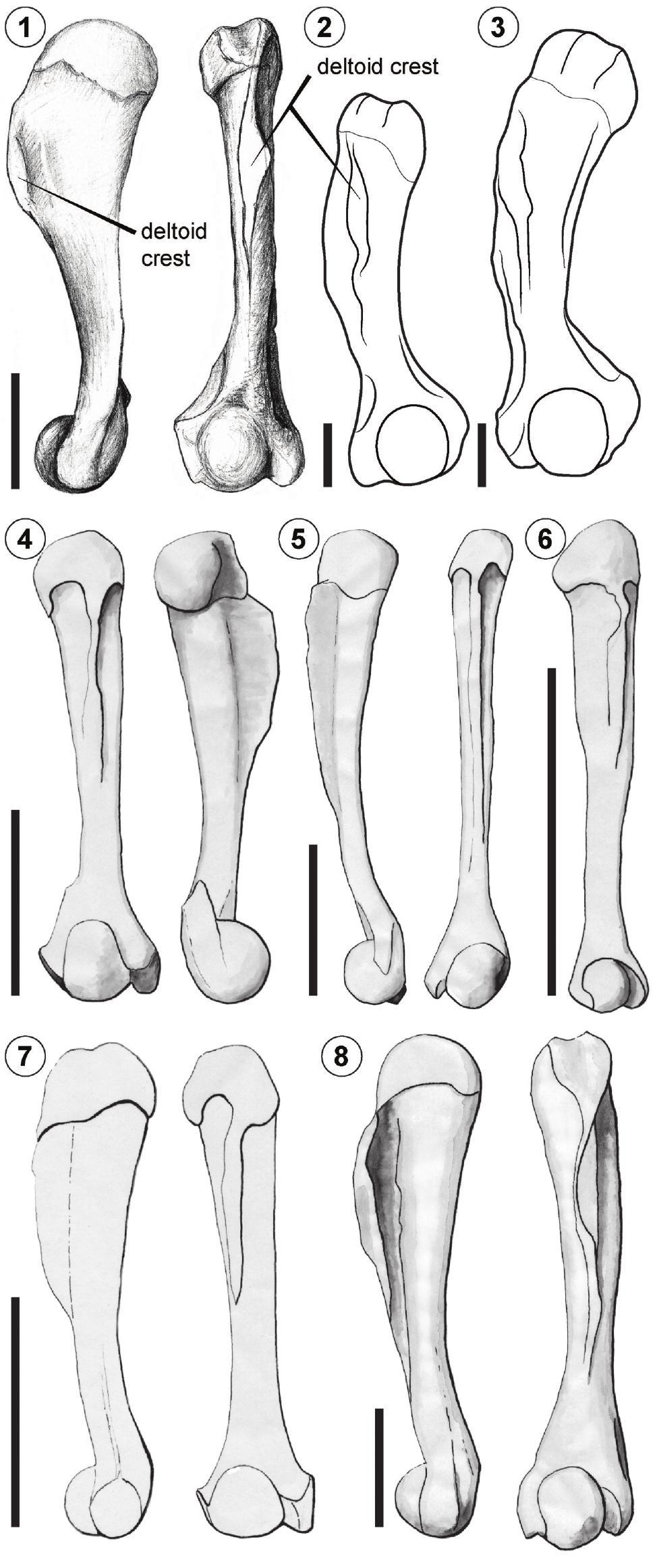 A New Species of Baurubatrachus (Anura, Neobatrachia) from the Late ...