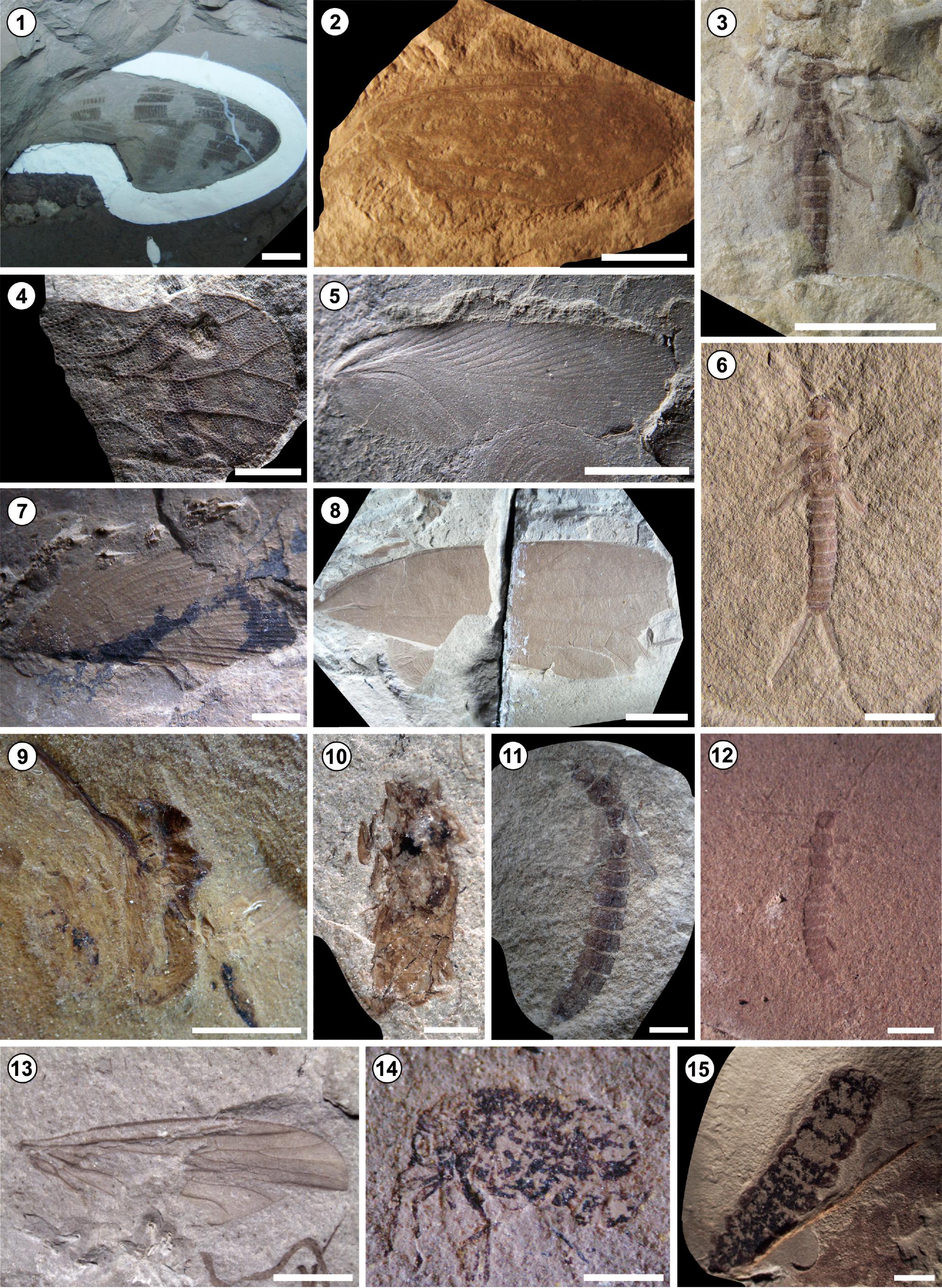 Late Paleozoic–Early Mesozoic Insects: State of the Art on