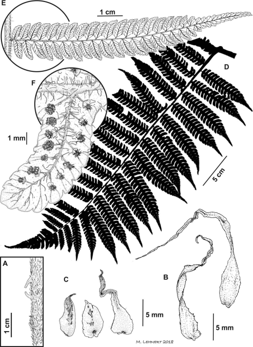 The Scaly Tree Ferns Allied to Cyathea multiflora (Cyatheaceae) in