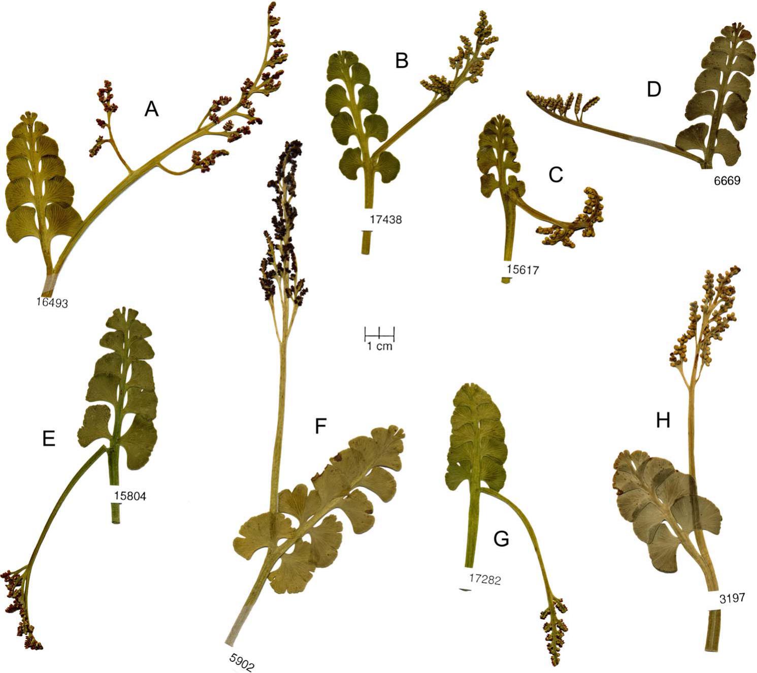 Botrychium onondagense (Ophioglossaceae), a Resurrected Species in the ...