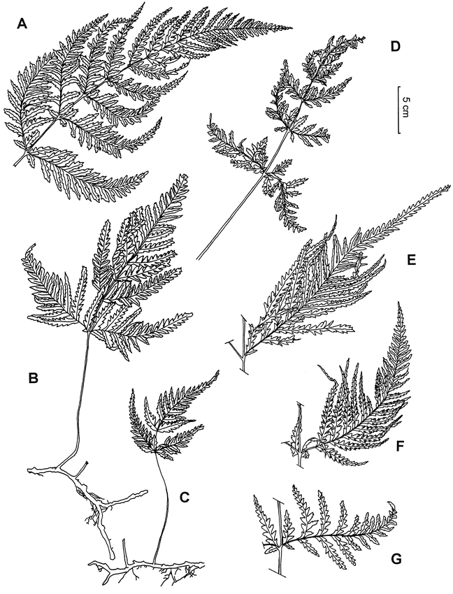 The Relictual Fern Genus Loxsomopsis