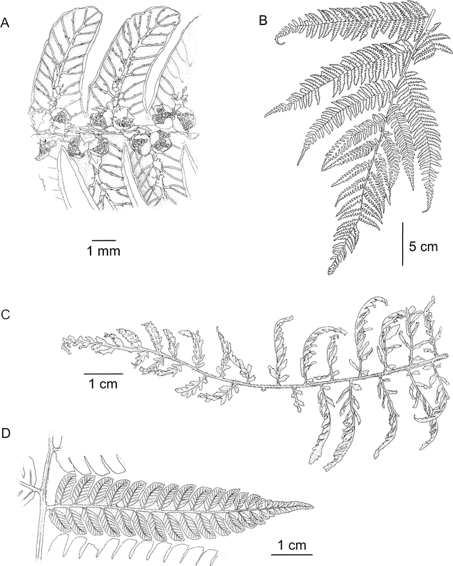 Six New Species of Tree Ferns from the Andes