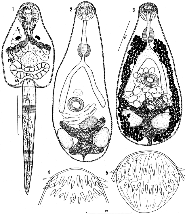 The Introduction and Dispersal of Centrocestus formosanus (Nishigori ...