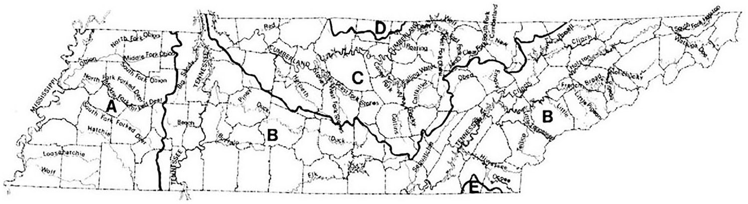 Freshwater Sponges (Porifera: Spongillida) of Tennessee