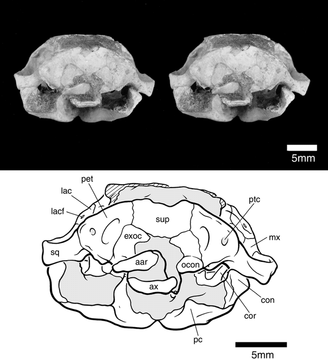 CRANIAL ANATOMY OF KRYPTOBAATAR DASHZEVEGI (MAMMALIA, MULTITUBERCULATA ...