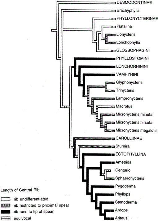 PHYLOGENY OF PHYLLOSTOMID BATS (MAMMALIA: CHIROPTERA): DATA FROM