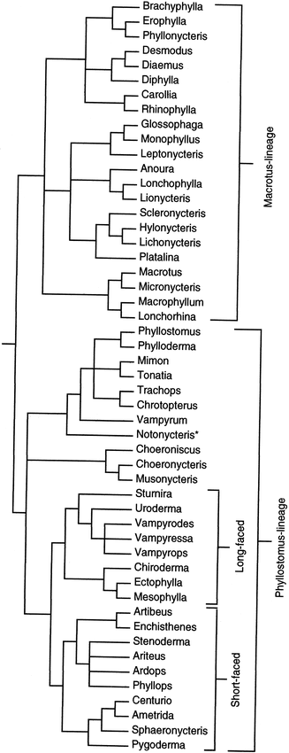 Phylogeny Of Phyllostomid Bats Mammalia Chiroptera Data From Diverse Morphological Systems Sex Chromosomes And Restriction Sites