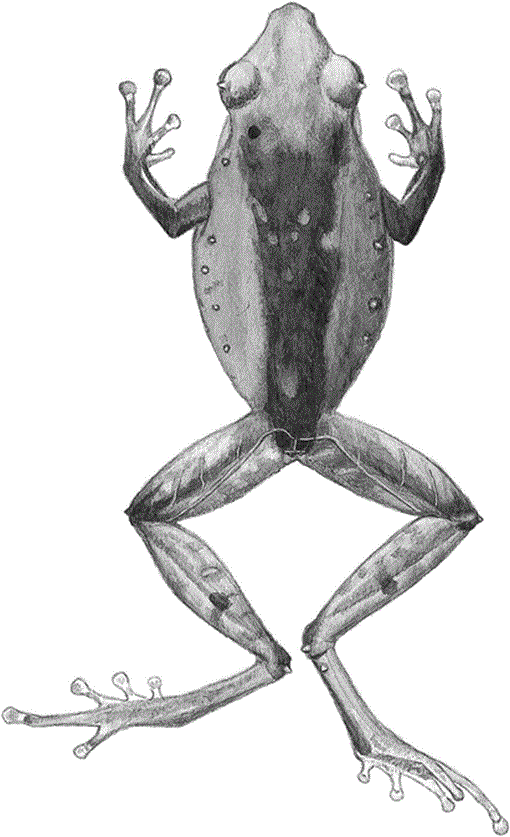 Partition Of The Australopapuan Microhylid Frog Genus Sphenophryne