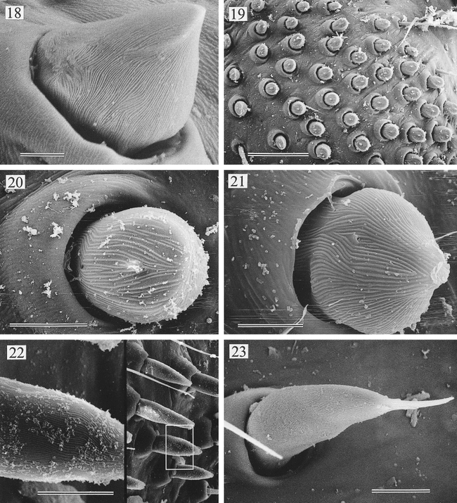 New World Pholcid Spiders Araneae Pholcidae A Revision At Generic Level