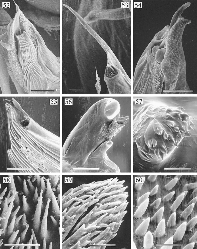 New World Pholcid Spiders Araneae Pholcidae A Revision At Generic Level