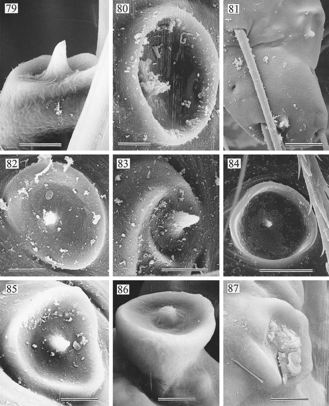 New World Pholcid Spiders Araneae Pholcidae A Revision At Generic Level