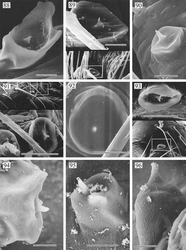 New World Pholcid Spiders Araneae Pholcidae A Revision At Generic Level