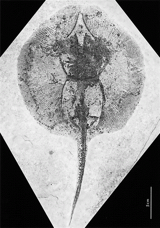 PDF) A systematic revision of the South American freshwater stingrays  (Chondrichthyes: Potamotrygonidae)