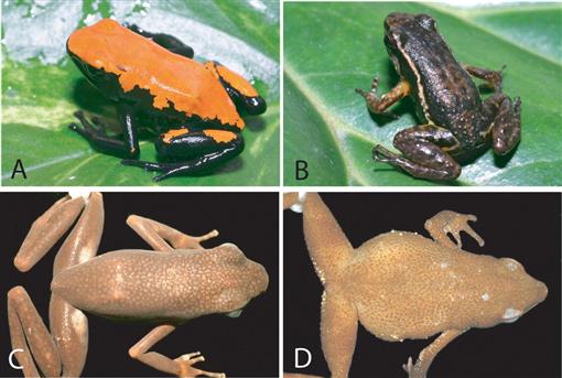 Phylogenetic relationships among Chilean-Bolivian Telmatobius