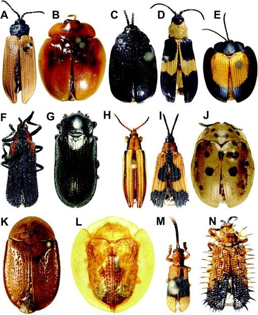 Dang beetles: Warm weather triggers Asian ladybug breakout