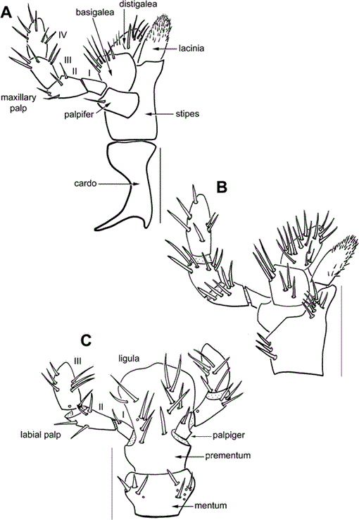 BIOLOGY AND PHYLOGENY OF THE CASSIDINAE GYLLENHAL SENSU LATO