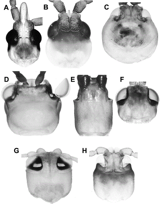 BIOLOGY AND PHYLOGENY OF THE CASSIDINAE GYLLENHAL SENSU LATO