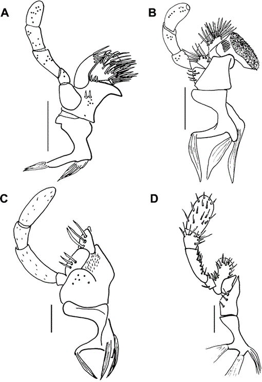 BIOLOGY AND PHYLOGENY OF THE CASSIDINAE GYLLENHAL SENSU LATO