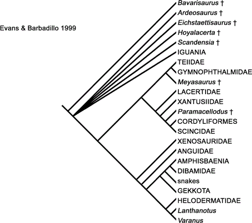 Phylogeny And Systematics Of Squamata (Reptilia) Based On Morphology