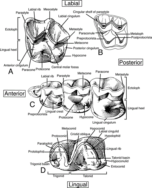 i0003-0090-311-1-1-f04.gif