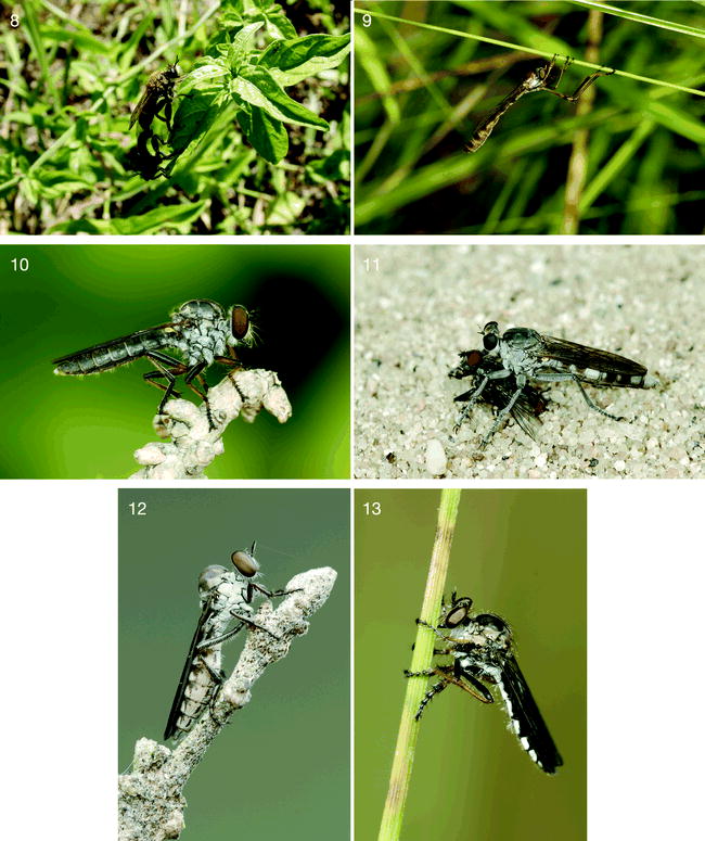 Phylogeny Of Asilidae Inferred From Morphological Characters Of ...