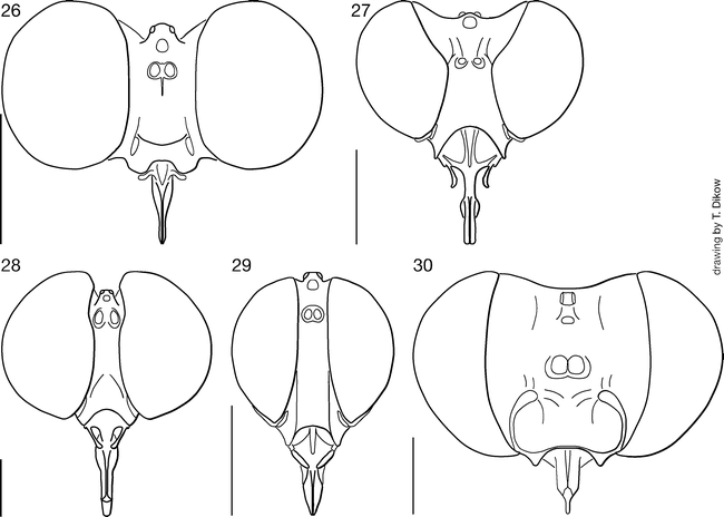 Phylogeny Of Asilidae Inferred From Morphological Characters Of ...