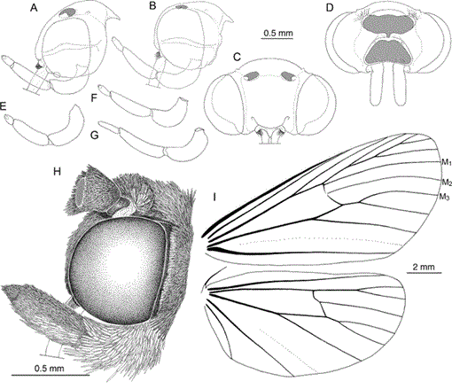 Generic Revision of the Dioptinae (Lepidoptera: Noctuoidea: Notodontidae)  Part 2: Josiini