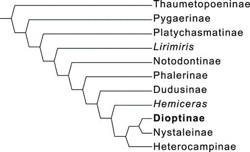 List of studied species of Hybanthus with the details of provenance