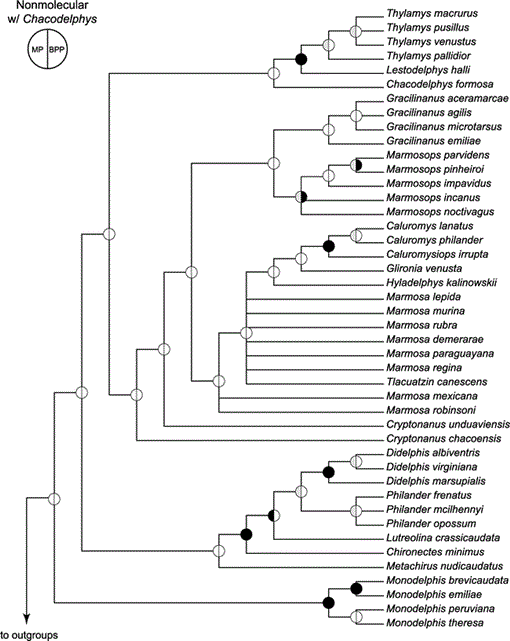 Phylogenetic Relationships and Classification of Didelphid