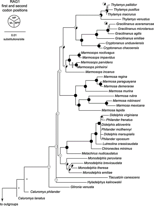 Phylogenetic Relationships and Classification of Didelphid