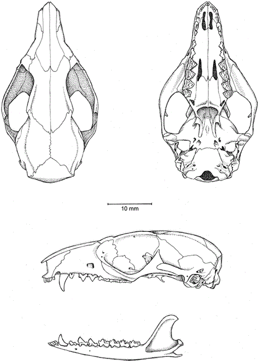 Phylogenetic Relationships and Classification of Didelphid