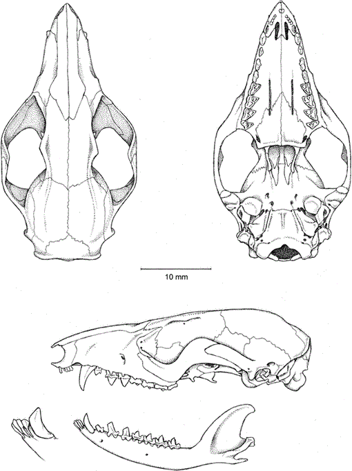 Phylogenetic Relationships and Classification of Didelphid