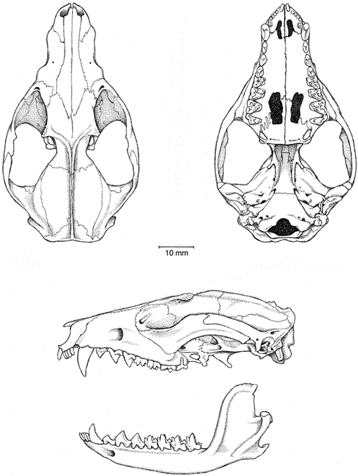 Phylogenetic Relationships and Classification of Didelphid 