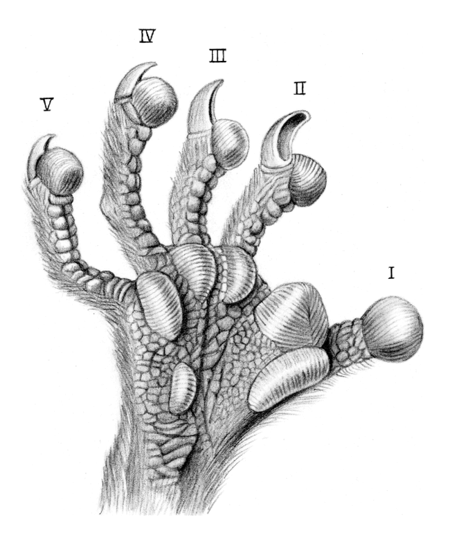 Phylogenetic Relationships And Classification Of Didelphid