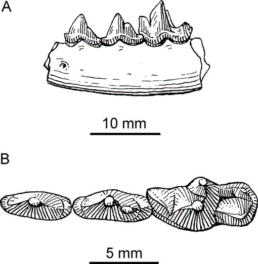 A1. La Flexion du Tibia, La Bile