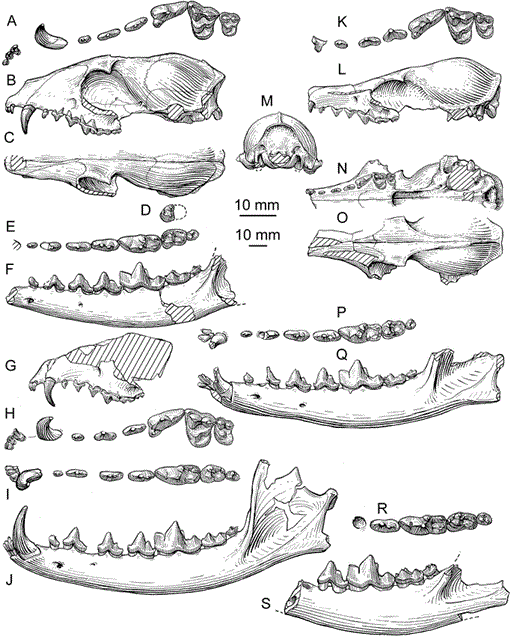 Phylogenetic Systematics Of The North American Fossil Caninae 