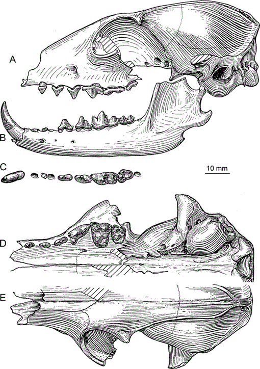 Phylogenetic Systematics of the North American Fossil Caninae