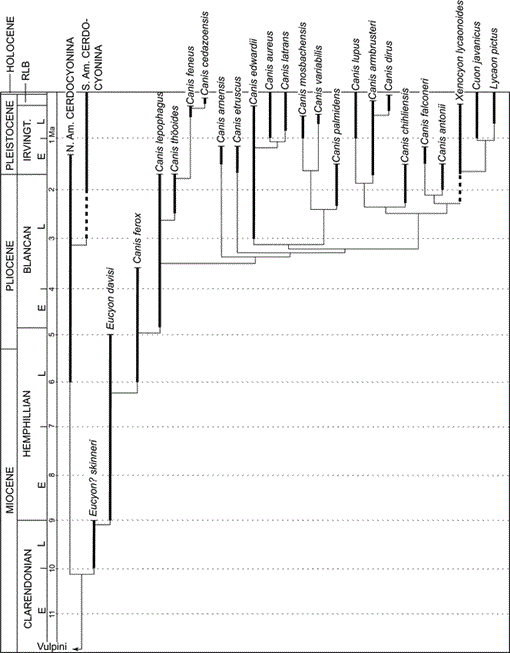 Phylogenetic Systematics of the North American Fossil Caninae 