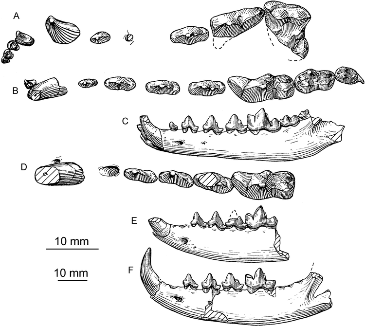 Phylogenetic Systematics of the North American Fossil Caninae 