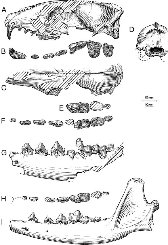 Phylogenetic Systematics of the North American Fossil Caninae ...