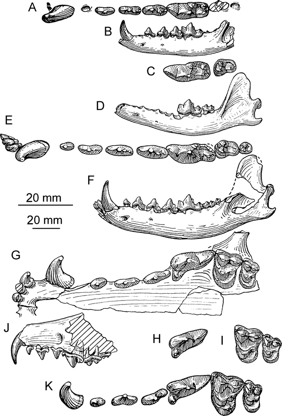 Phylogenetic Systematics of the North American Fossil Caninae ...